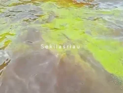 Misteri Cairan Hijau Mengapung di Laut Dumai, Warga dan DLH Turun Tangan