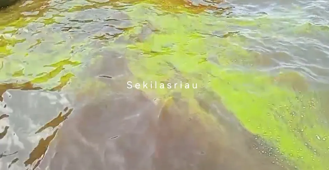 Misteri Cairan Hijau Mengapung di Laut Dumai