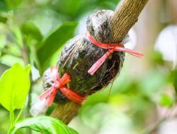 Cara Mencangkok Pohon Kelengkeng agar Cepat Berakar dan Tumbuh Sehat