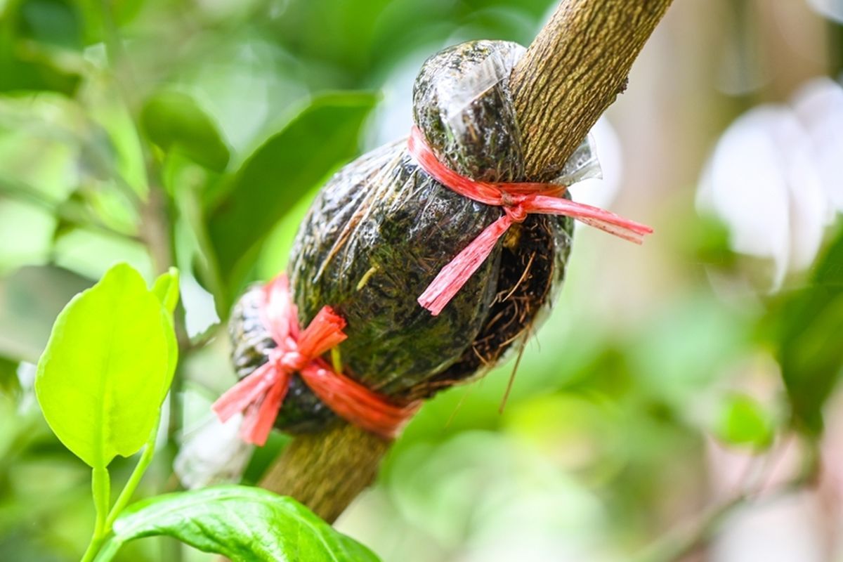 Cara Mencangkok Pohon Kelengkeng