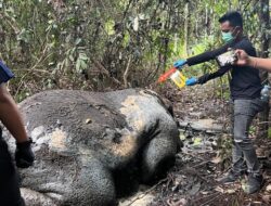 Tragis! Gajah Sumatera Ditemukan Tewas dengan Kondisi Mengenaskan di Riau, Polisi Janji Usut Tuntas