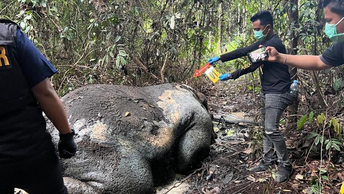 Gajah Sumatera Ditemukan Tewas dengan Kondisi Mengenaskan di Riau