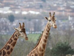 Giraffe Ronnie, Ikon Favorit Edinburgh Zoo, Mati Setelah Sakit Singkat