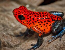 Kematian Navalny Diduga Akibat Racun Katak Panah: Penyelidikan Intelijen Eropa Ungkap Fakta Mengejutkan