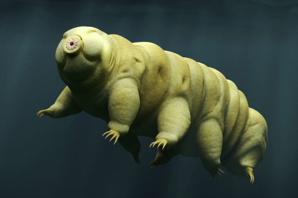 Tardigrada