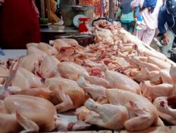 Pemko Pekanbaru Awasi Harga Daging Ayam Potong di Pasar