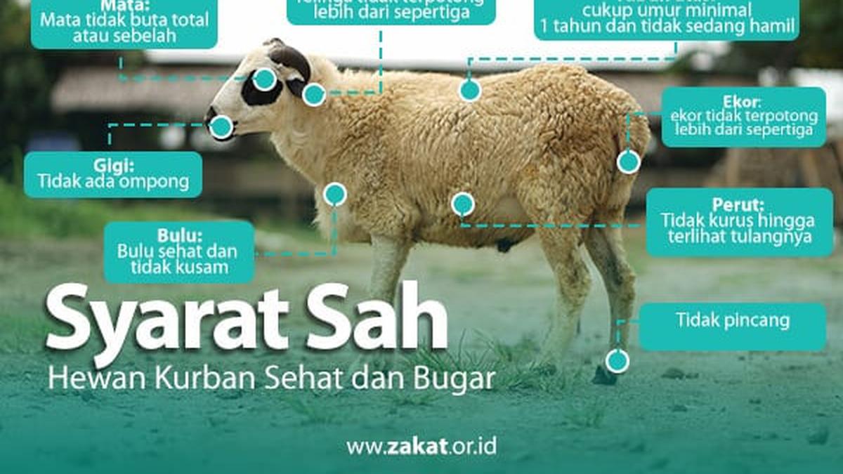 Persyaratan Hewan Kurban