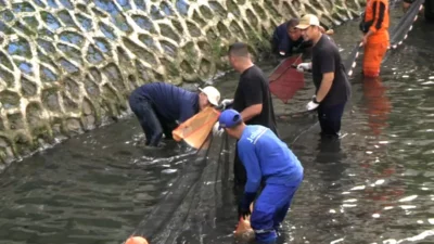 Pramono Anung Turun Tangan Bersihkan Ikan Sapu-sapu di Lima Wilayah Jakarta