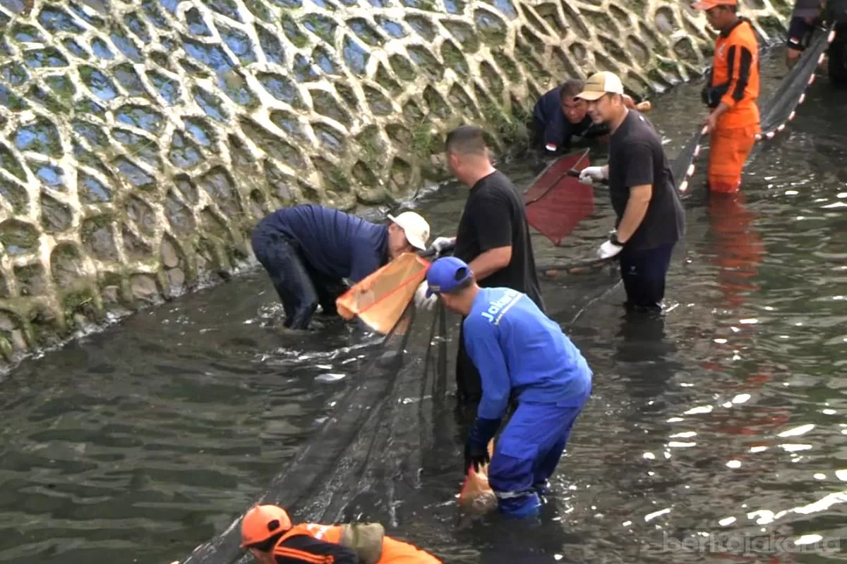 Pramono Anung Turun Tangan Bersihkan Ikan Sapu-sapu di Lima Wilayah Jakarta