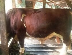 Sapi Kurban Bantuan Presiden Diproses, 13 Ekor Masuk Usulan Pemprov Riau