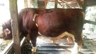 Sapi Kurban Bantuan Presiden Prabowo