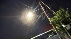 Wereng Jagung Bikin Resah Warga Kota Bima