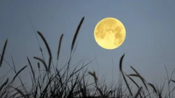 Purnama Flower Moon