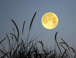 Purnama Flower Moon Mei 2026, Fenomena Langit yang Bisa Disaksikan dari Indonesia