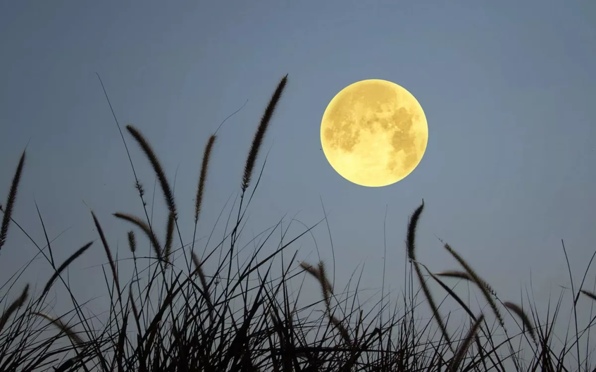 Purnama Flower Moon