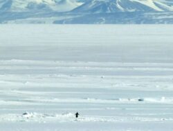 Viral Penguin Menyimpang dari Koloni, Simbol Burnout Generasi Modern Gegerkan Media Sosial