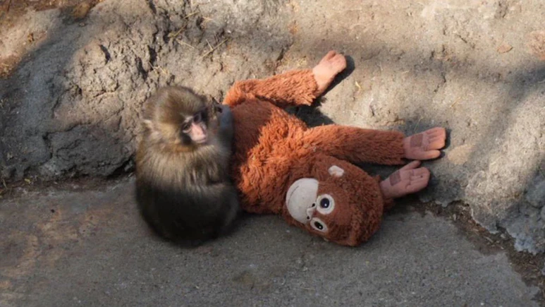 Punch the Monkey