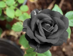 Arti Mawar Hitam: Simbolisme yang Lebih Dalam dari Sekadar Warna Gelap