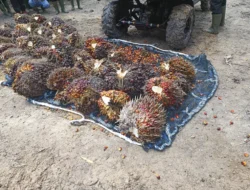 Astra Agro Lestari Catat Kinerja Moncer 2025, Laba Bersih Tembus Rp 1,47 Triliun