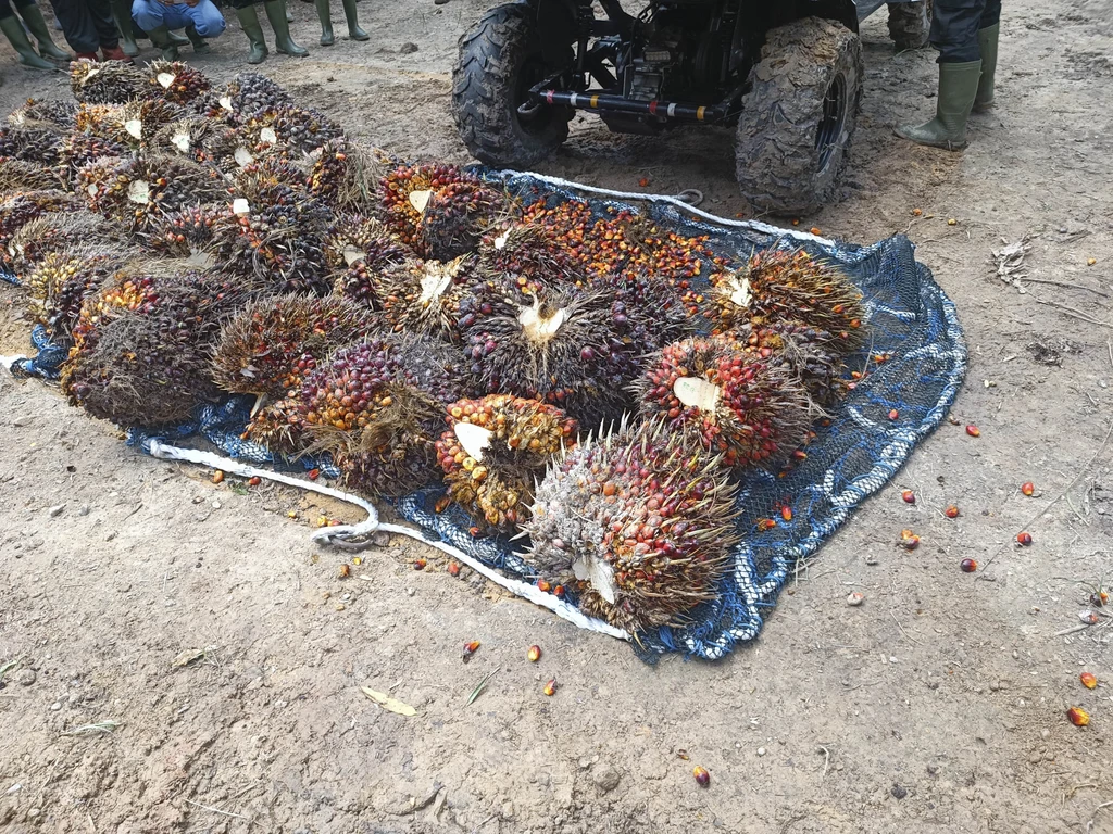 Astra Agro Lestari