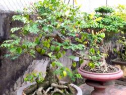 Bonsai Belimbing Jadi Sorotan, Seni Pohon Mini Bernilai Tinggi