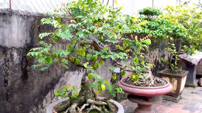 Bonsai Belimbing